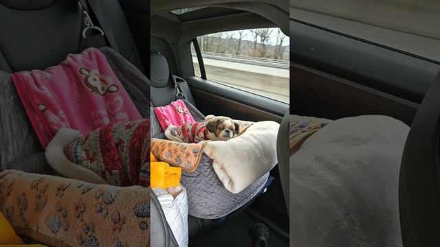 dog car seat with Tesla #Shihtzu #시츄 #카시트 #dogcarseat смотреть онлайн