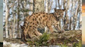 Окрас зверя. Гибрит. Пумапард.