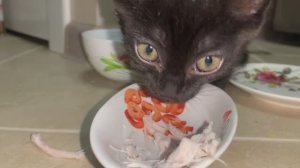 Мелкий подкидыш. Хороший аппетит-залог будущего здоровья.