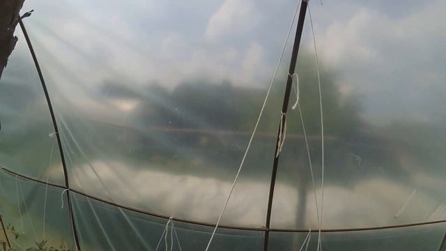 Підв'язування помідорів " ПРОМІНЧИКИ "/ ВИРОЩУВАННЯ ПОМІДОРІВ. смотреть онлайн