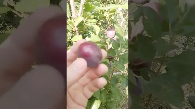 31.07.2024 алыча колонновидная Мирабель