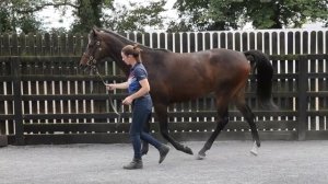 Goffs Land Rover Sale Lot 520 Califet x Valerie Ellen