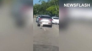 Dog Dumped On Road Begs Owners To Open Door