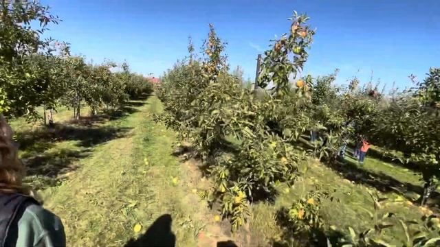 The Best Time To Pick Apples @ Lyns Fruit Farm смотреть онлайн