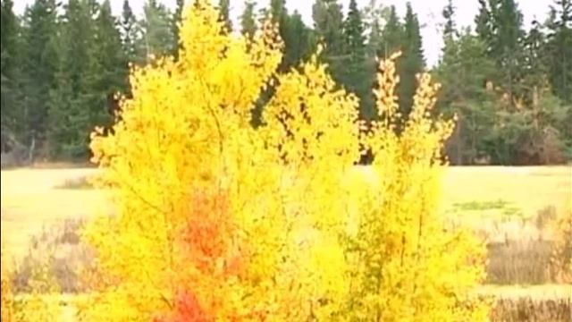 О Ваше рыжее величество! Стихи Светланы Панасенковой, музыка, исполнение, видео Татьяны Макаровой
