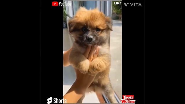 Cute & Sweet Animals Compilation  Videos (Part N)