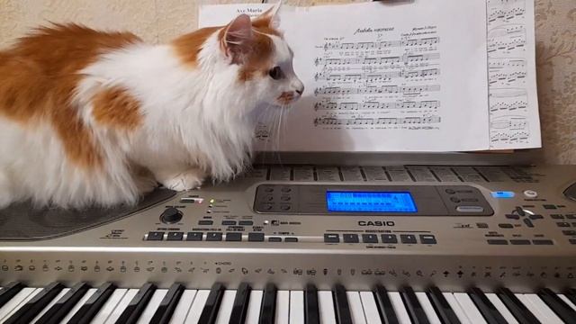 Кот Лучик наслаждается Музыкой! смотреть онлайн