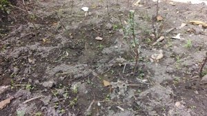 Обзор саженцев облепихи