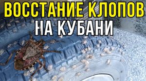 КЛОПЫ АТАКУЮТ машину Нашествие клопов в Краснодарском крае