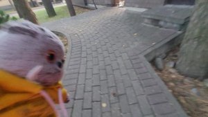 Прогулка с Басиком