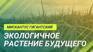 Мискантус Гигантский: Шанс на экологически чистое будущее