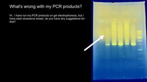 PCR and Gel Electrophoresis troubleshooting