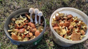 Попёрли маслята, сбор грибов в Крыму 2024 набирает обороты