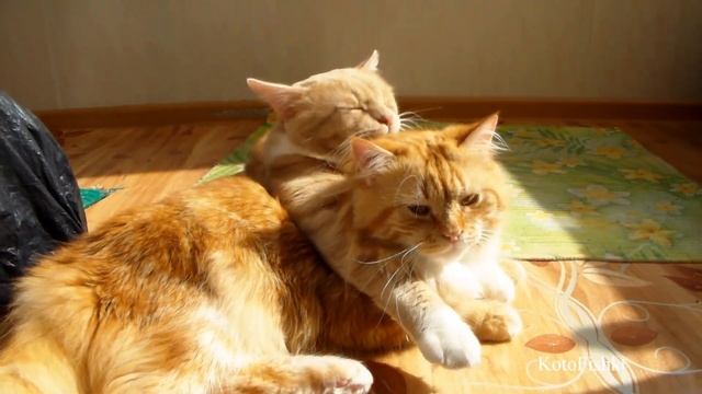 Солнечные ванны для котов :) | Cats take sunbathing:)