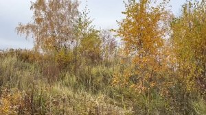 Солома однотонная 2/3м