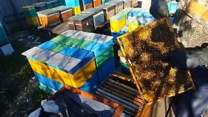 Две матки живут вместе 9 месяцев