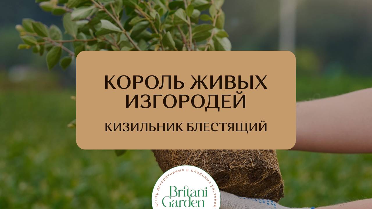 Кизильник блестящий - король живой изгороди.