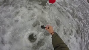 Быстрое крепление живца под жабры на зимней жерлице.
