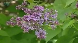 Сложные соцветия (сложная кисть, сложный колос, сложный зонтик, сложный щиток)