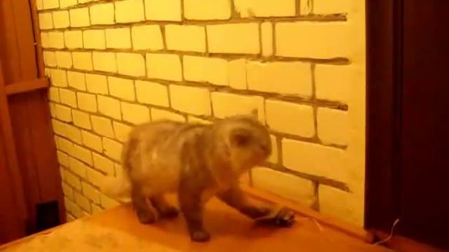 звонок для кота смотреть онлайн