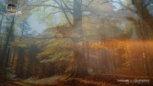 Сергей Есенин — Нивы сжаты рощи голы, музыкальные стихи (Meditative Ambient)