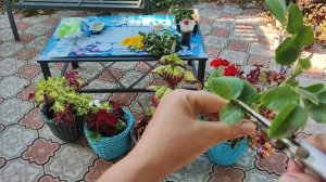 Розы, успейте черенковать!