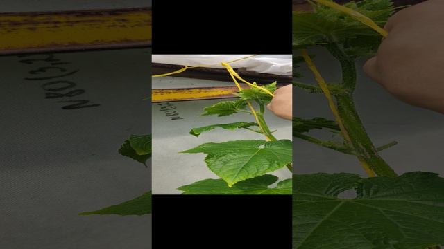 Выходные на даче 2024