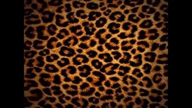 Leopard Print Wallpaper смотреть онлайн