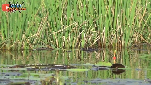GAK DI SANGKA !! MANCING NILA LIAR DI BAWAH DAUN TERATAI JADI SARANG IKAN смотреть онлайн