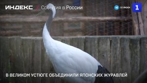 В Великом Устюге объединили краснокнижных журавлей