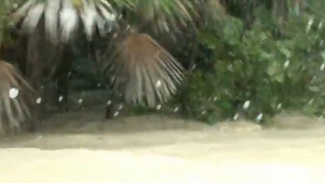 Джип Сафари (Мексика) смотреть онлайн