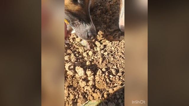 Калифорнийский окунь смотреть онлайн