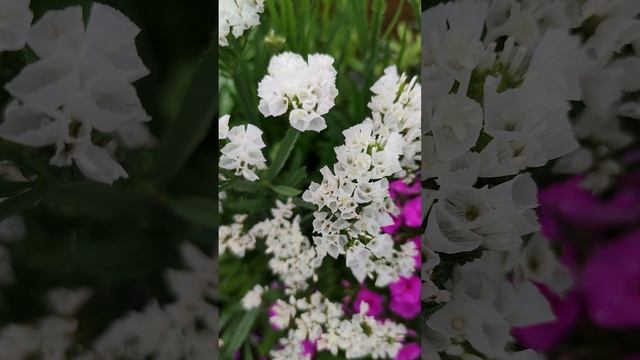 Статица Суприм белая.🌼