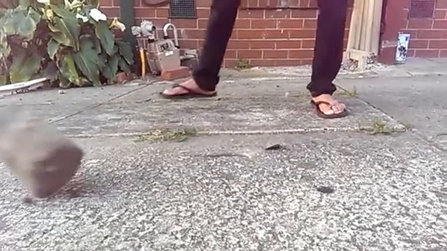 IPhone 6 drop test be like ... смотреть онлайн