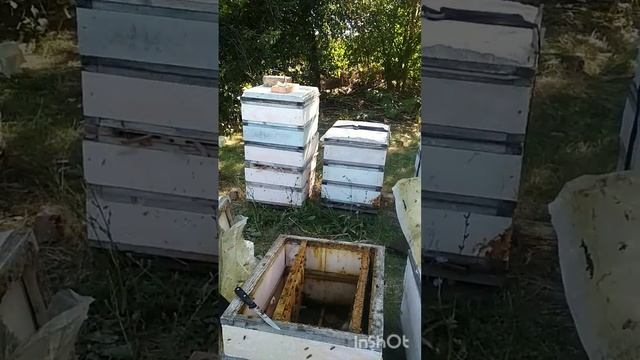 замена матки отводком#изоляция матки на зиму#8сентябрь смотреть онлайн