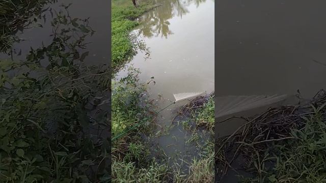 jala ikan di sini emng gak pernah kurang slalu dapat jeckpot trus смотреть онлайн