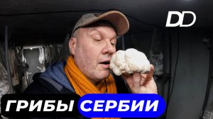 ДЕЛИКАТЕСНЫЕ СУПЕР-ГРИБЫ СЕРБИИ! ЛЬВИНАЯ ГРИВА, ШИТАКЕ И ТРЮФЕЛИ! ПОЧЕМУ СЕРБЫ ОБОЖАЮТ ГРИБЫ?