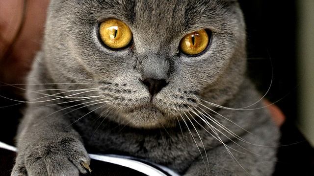 Мяуканье кота. Звуки для любимых питомцев