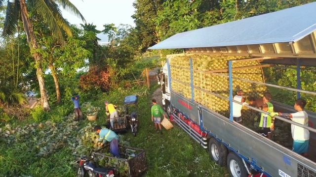 Pag-ani ng 23k pinya para sa isang 10 Wheeler Truck pambyahi sa Balintawak market... смотреть онлайн