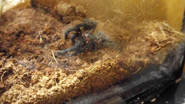 Умывание brachypelma vagans l7. смотреть онлайн