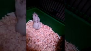 Спаривание хомяков