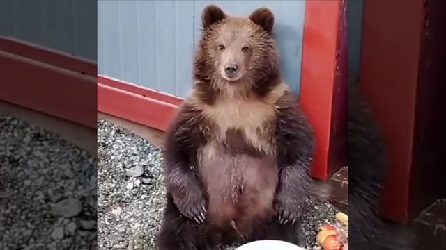 🐻Медвежонка-сироту с Камчатки заберут жить в московский парк львов «Земля прайда»🐻