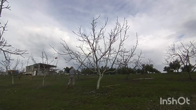 ELEKTRİK Lİ TESTERE İLE CEVİZ YÜKSEK DAL BUDAMA смотреть онлайн