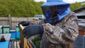 Вечером на пасеке ...