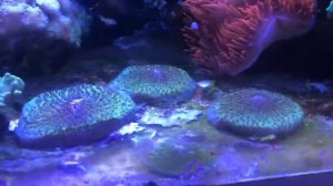 Final video update on my 500 gallon reef tank. We are moving to Montana & breaking the tank down.
