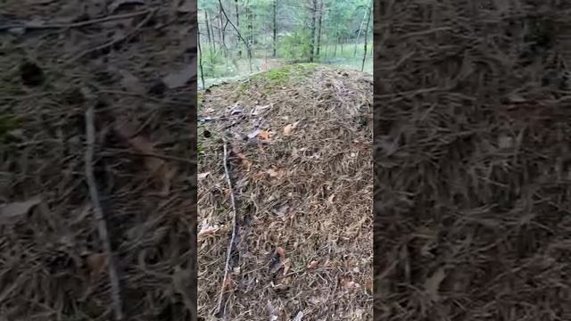 Грибы