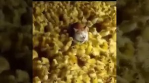 ПЕСНЯ Цып цып цып, мои цыплятки