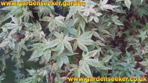Acer Palmatum Beni Maiko Autumn Colours