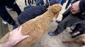 Молбозори Бохтар Хочи Шариф Нархои БАРАЧА БУЗИЧА БУЗОИ ПОКИСТОНИ ГУСПАНДИ ОЧАБАЧА БУЗИ ОЧАБАЧА