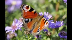 Музыкальное видео, загадочный, чудесный, красивый, мир бабочек